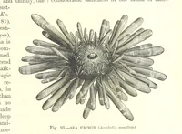 Picture 90 of 279 from Our Earth and its Story: a popular treatise on physical geography. Edited by R. Brown. With ... coloured plates and maps, etc (1887), leaf 141
