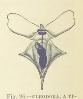 Picture 91 of 279 from Our Earth and its Story: a popular treatise on physical geography. Edited by R. Brown. With ... coloured plates and maps, etc (1887), leaf 142
