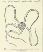 Picture 92 of 279 from Our Earth and its Story: a popular treatise on physical geography. Edited by R. Brown. With ... coloured plates and maps, etc (1887), leaf 142