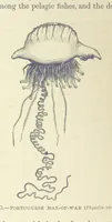 An illustration from Our Earth and its Story: a popular treatise on physical geography. Edited by R. Brown. With ... coloured plates and maps, etc (1887)
