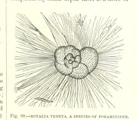 An illustration from Our Earth and its Story: a popular treatise on physical geography. Edited by R. Brown. With ... coloured plates and maps, etc (1887)
