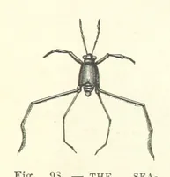 An illustration from Our Earth and its Story: a popular treatise on physical geography. Edited by R. Brown. With ... coloured plates and maps, etc (1887)