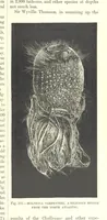 Picture 98 of 279 from Our Earth and its Story: a popular treatise on physical geography. Edited by R. Brown. With ... coloured plates and maps, etc (1887), leaf 145