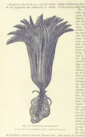 An illustration from Our Earth and its Story: a popular treatise on physical geography. Edited by R. Brown. With ... coloured plates and maps, etc (1887)