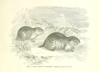 Picture 3 of 279 from Our Earth and its Story: a popular treatise on physical geography. Edited by R. Brown. With ... coloured plates and maps, etc (1887), leaf 17