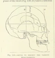 Picture 149 of 279 from Our Earth and its Story: a popular treatise on physical geography. Edited by R. Brown. With ... coloured plates and maps, etc (1887), leaf 194