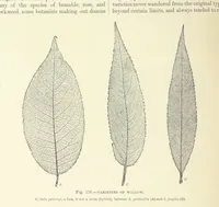 Picture 175 of 279 from Our Earth and its Story: a popular treatise on physical geography. Edited by R. Brown. With ... coloured plates and maps, etc (1887), leaf 216