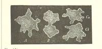 An illustration from Our Earth and its Story: a popular treatise on physical geography. Edited by R. Brown. With ... coloured plates and maps, etc (1887)