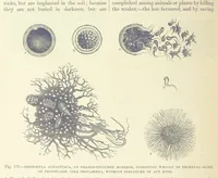 Picture 178 of 279 from Our Earth and its Story: a popular treatise on physical geography. Edited by R. Brown. With ... coloured plates and maps, etc (1887), leaf 218