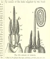 Picture 181 of 279 from Our Earth and its Story: a popular treatise on physical geography. Edited by R. Brown. With ... coloured plates and maps, etc (1887), leaf 223