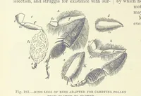 Picture 182 of 279 from Our Earth and its Story: a popular treatise on physical geography. Edited by R. Brown. With ... coloured plates and maps, etc (1887), leaf 224