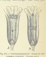 Picture 183 of 279 from Our Earth and its Story: a popular treatise on physical geography. Edited by R. Brown. With ... coloured plates and maps, etc (1887), leaf 224