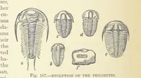 Picture 185 of 279 from Our Earth and its Story: a popular treatise on physical geography. Edited by R. Brown. With ... coloured plates and maps, etc (1887), leaf 226