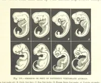 Picture 187 of 279 from Our Earth and its Story: a popular treatise on physical geography. Edited by R. Brown. With ... coloured plates and maps, etc (1887), leaf 227