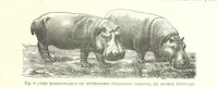 An illustration from Our Earth and its Story: a popular treatise on physical geography. Edited by R. Brown. With ... coloured plates and maps, etc (1887)