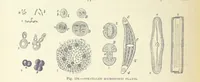 Picture 192 of 279 from Our Earth and its Story: a popular treatise on physical geography. Edited by R. Brown. With ... coloured plates and maps, etc (1887), leaf 232