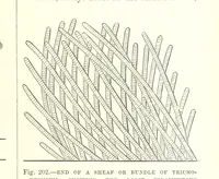 Picture 198 of 279 from Our Earth and its Story: a popular treatise on physical geography. Edited by R. Brown. With ... coloured plates and maps, etc (1887), leaf 241