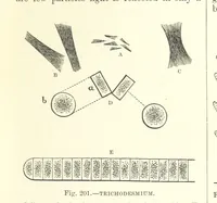 Picture 199 of 279 from Our Earth and its Story: a popular treatise on physical geography. Edited by R. Brown. With ... coloured plates and maps, etc (1887), leaf 241