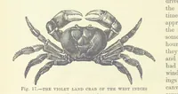Picture 15 of 279 from Our Earth and its Story: a popular treatise on physical geography. Edited by R. Brown. With ... coloured plates and maps, etc (1887), leaf 36