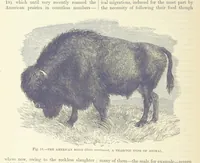 An illustration from Our Earth and its Story: a popular treatise on physical geography. Edited by R. Brown. With ... coloured plates and maps, etc (1887)