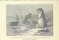 An illustration from Our Earth and its Story: a popular treatise on physical geography. Edited by R. Brown. With ... coloured plates and maps, etc (1887)