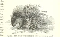 Picture 20 of 279 from Our Earth and its Story: a popular treatise on physical geography. Edited by R. Brown. With ... coloured plates and maps, etc (1887), leaf 47