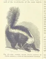 Picture 21 of 279 from Our Earth and its Story: a popular treatise on physical geography. Edited by R. Brown. With ... coloured plates and maps, etc (1887), leaf 48