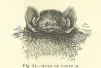 Picture 23 of 279 from Our Earth and its Story: a popular treatise on physical geography. Edited by R. Brown. With ... coloured plates and maps, etc (1887), leaf 51