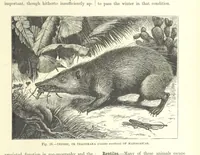 Picture 25 of 279 from Our Earth and its Story: a popular treatise on physical geography. Edited by R. Brown. With ... coloured plates and maps, etc (1887), leaf 55