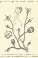 Picture 26 of 279 from Our Earth and its Story: a popular treatise on physical geography. Edited by R. Brown. With ... coloured plates and maps, etc (1887), leaf 58