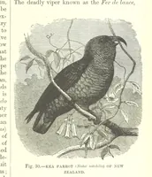 An illustration from Our Earth and its Story: a popular treatise on physical geography. Edited by R. Brown. With ... coloured plates and maps, etc (1887)