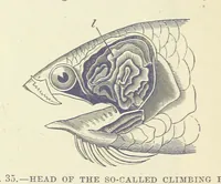 Picture 33 of 279 from Our Earth and its Story: a popular treatise on physical geography. Edited by R. Brown. With ... coloured plates and maps, etc (1887), leaf 72