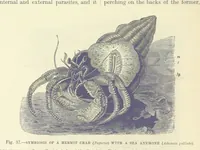 Picture 35 of 279 from Our Earth and its Story: a popular treatise on physical geography. Edited by R. Brown. With ... coloured plates and maps, etc (1887), leaf 74