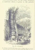 Picture 37 of 279 from Our Earth and its Story: a popular treatise on physical geography. Edited by R. Brown. With ... coloured plates and maps, etc (1887), leaf 76