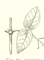 An illustration from Our Earth and its Story: a popular treatise on physical geography. Edited by R. Brown. With ... coloured plates and maps, etc (1887)