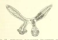 Picture 51 of 279 from Our Earth and its Story: a popular treatise on physical geography. Edited by R. Brown. With ... coloured plates and maps, etc (1887), leaf 87