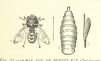 Picture 52 of 279 from Our Earth and its Story: a popular treatise on physical geography. Edited by R. Brown. With ... coloured plates and maps, etc (1887), leaf 87