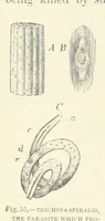 Picture 53 of 279 from Our Earth and its Story: a popular treatise on physical geography. Edited by R. Brown. With ... coloured plates and maps, etc (1887), leaf 88