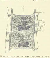 Picture 54 of 279 from Our Earth and its Story: a popular treatise on physical geography. Edited by R. Brown. With ... coloured plates and maps, etc (1887), leaf 88