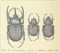 Picture 56 of 279 from Our Earth and its Story: a popular treatise on physical geography. Edited by R. Brown. With ... coloured plates and maps, etc (1887), leaf 94
