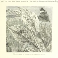 Picture 58 of 279 from Our Earth and its Story: a popular treatise on physical geography. Edited by R. Brown. With ... coloured plates and maps, etc (1887), leaf 97