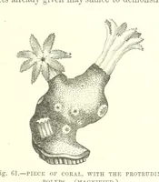 Picture 59 of 279 from Our Earth and its Story: a popular treatise on physical geography. Edited by R. Brown. With ... coloured plates and maps, etc (1887), leaf 99