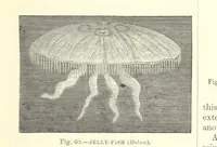 An illustration from Our Earth and its Story: a popular treatise on physical geography. Edited by R. Brown. With ... coloured plates and maps, etc (1887)