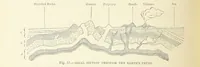 Picture 47 of 418 from Our Earth and its Story: a popular treatise on physical geography. Edited by R. Brown. With ... coloured plates and maps, etc (1893), leaf 122