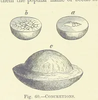 Picture 50 of 418 from Our Earth and its Story: a popular treatise on physical geography. Edited by R. Brown. With ... coloured plates and maps, etc (1893), leaf 128