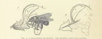 Picture 6 of 418 from Our Earth and its Story: a popular treatise on physical geography. Edited by R. Brown. With ... coloured plates and maps, etc (1893), leaf 28
