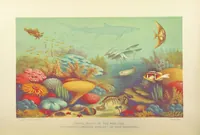 Picture 125 of 418 from Our Earth and its Story: a popular treatise on physical geography. Edited by R. Brown. With ... coloured plates and maps, etc (1893), leaf 322