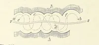 An illustration from Our Earth and its Story: a popular treatise on physical geography. Edited by R. Brown. With ... coloured plates and maps, etc (1893)
