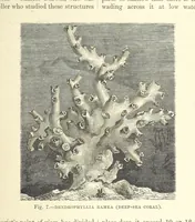 An illustration from Our Earth and its Story: a popular treatise on physical geography. Edited by R. Brown. With ... coloured plates and maps, etc (1893)
