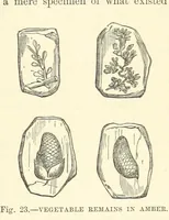 Picture 186 of 418 from Our Earth and its Story: a popular treatise on physical geography. Edited by R. Brown. With ... coloured plates and maps, etc (1893), leaf 453
